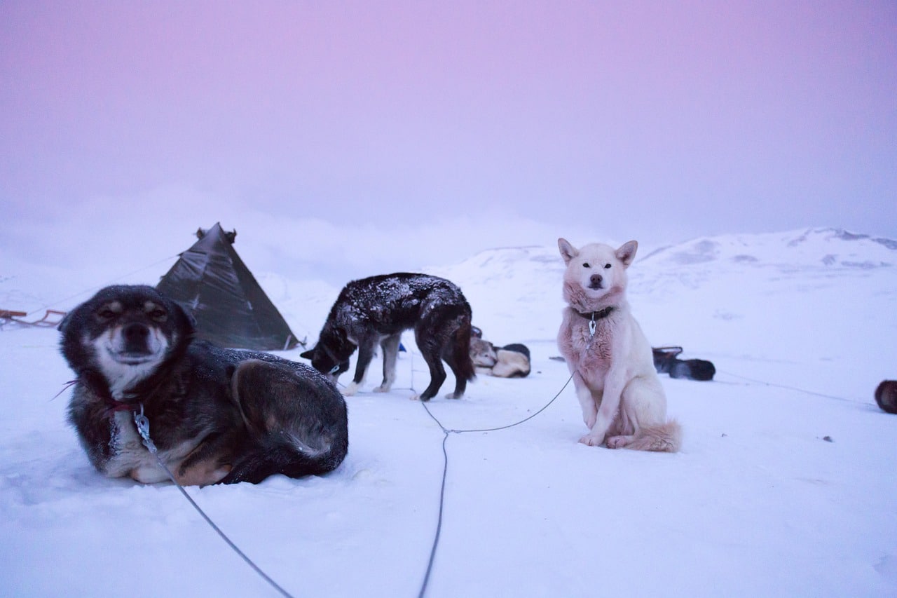 dogsledge svalbard