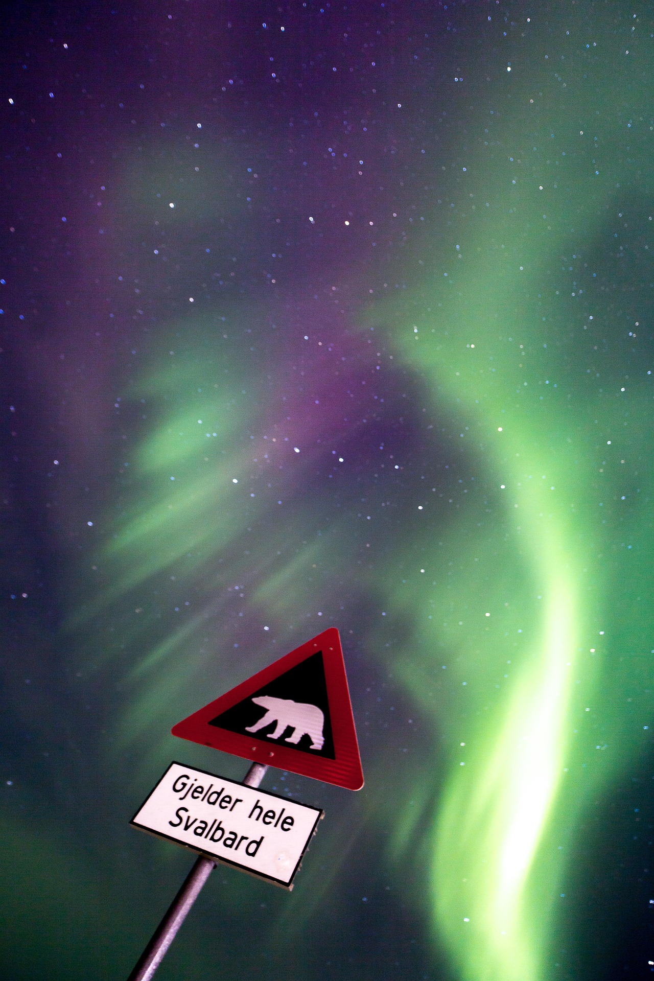 sign of icebear on svalbard