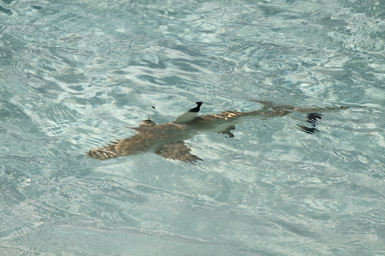 sharks in Maldives