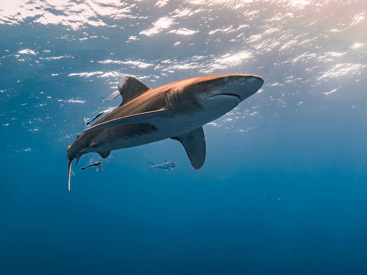 swimming with sharks