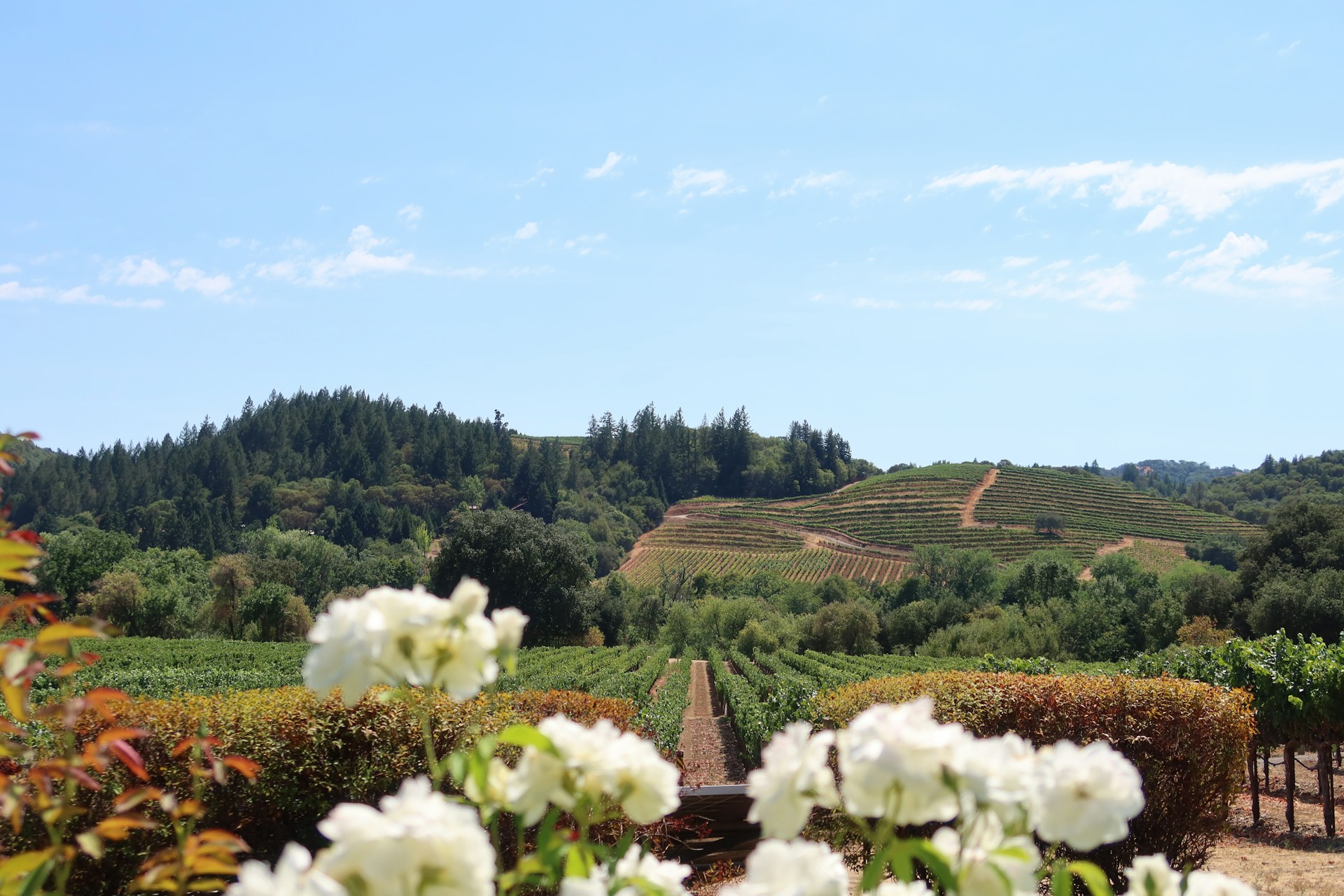 Napa Valley travel