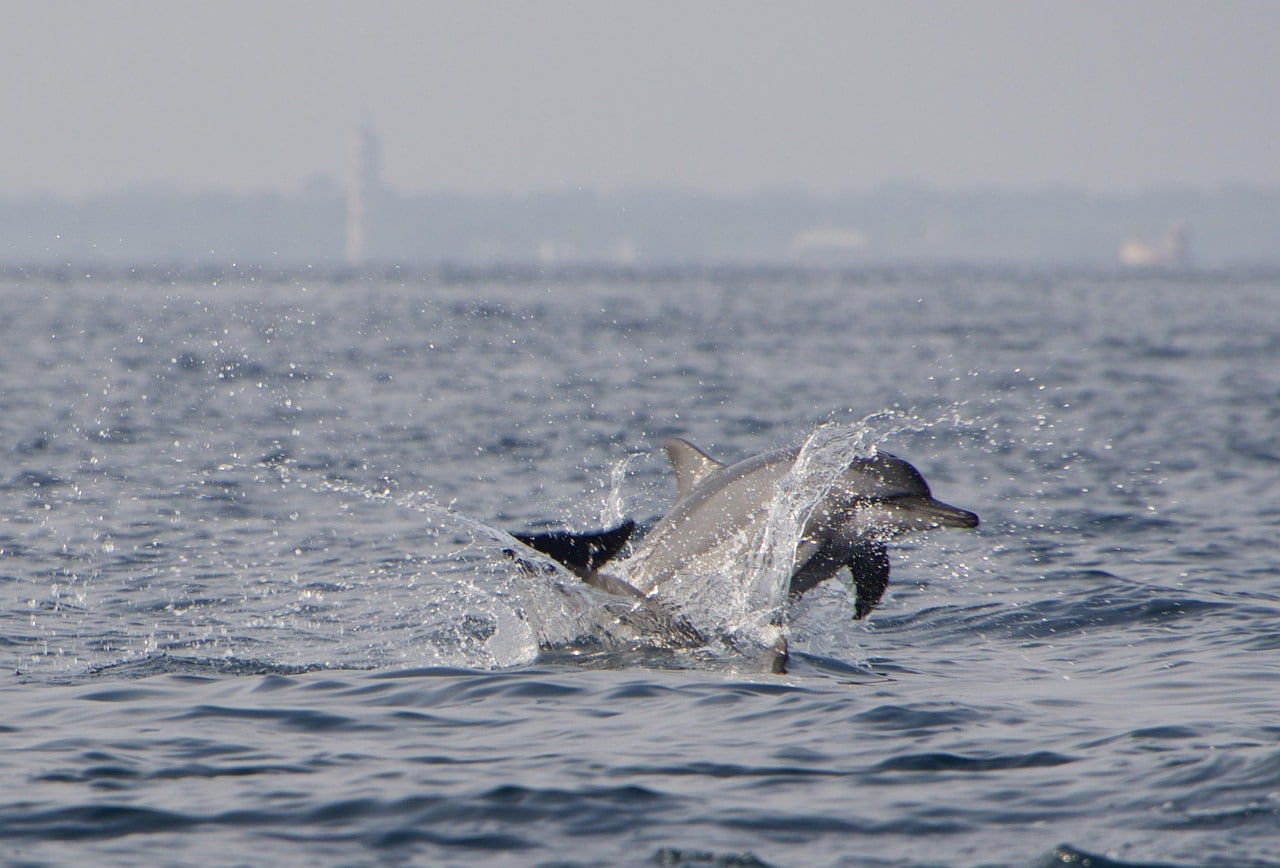 dolphin travel