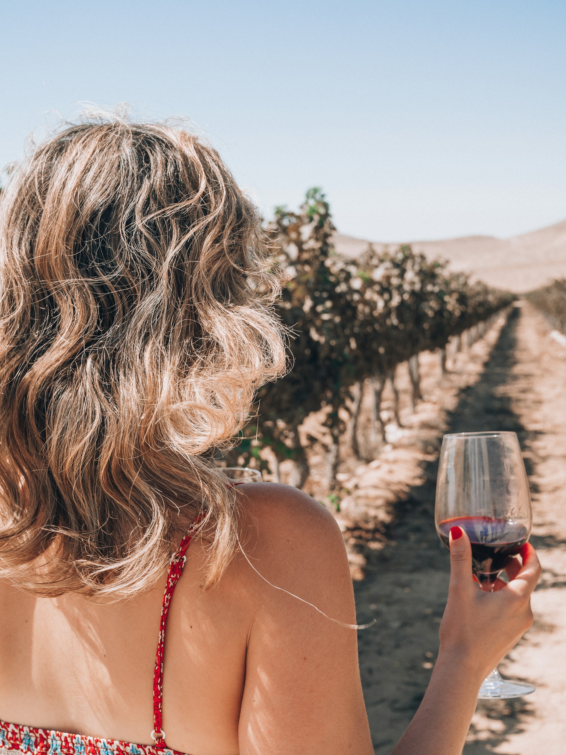 wine yards