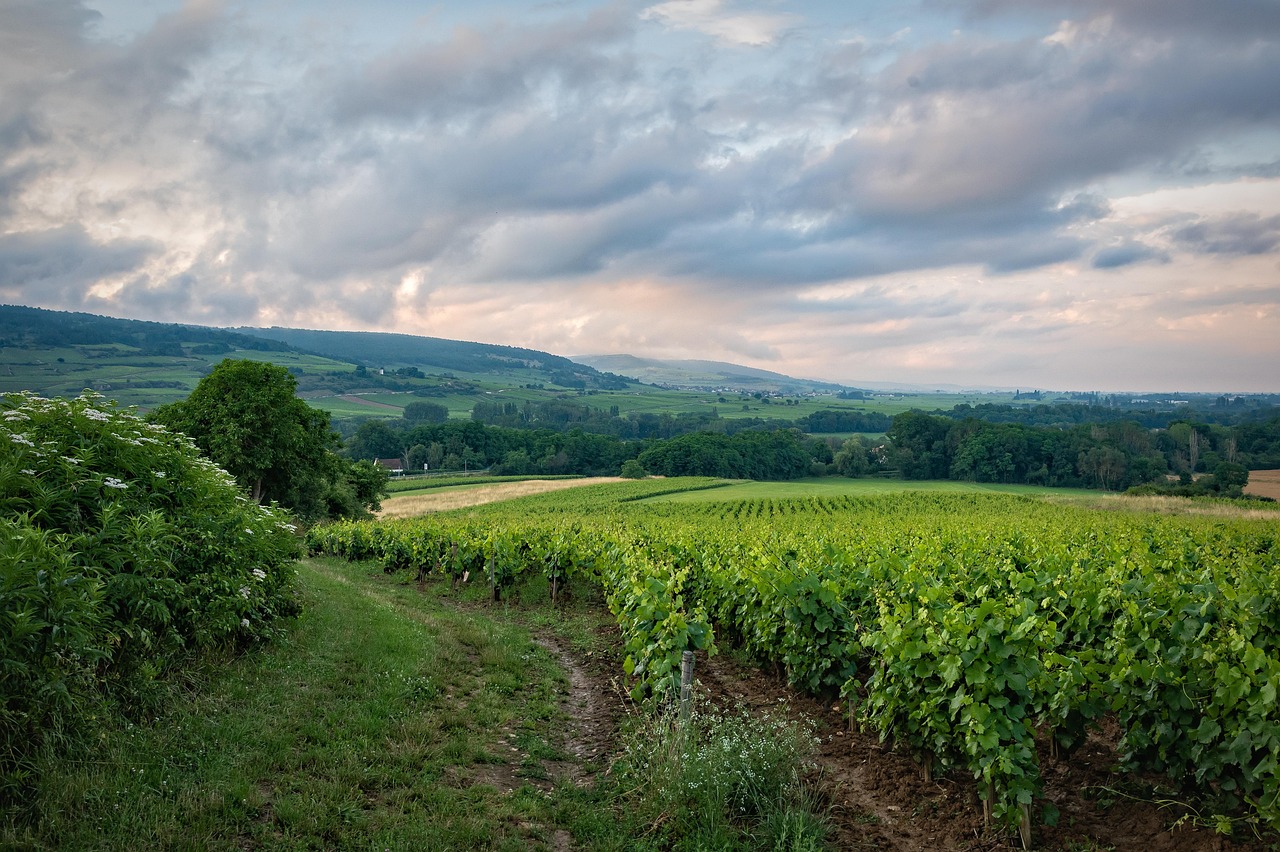 vineyard travel the world