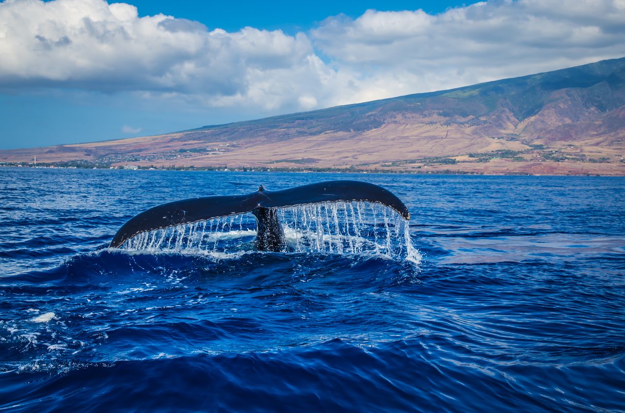 whale safari at hawaii