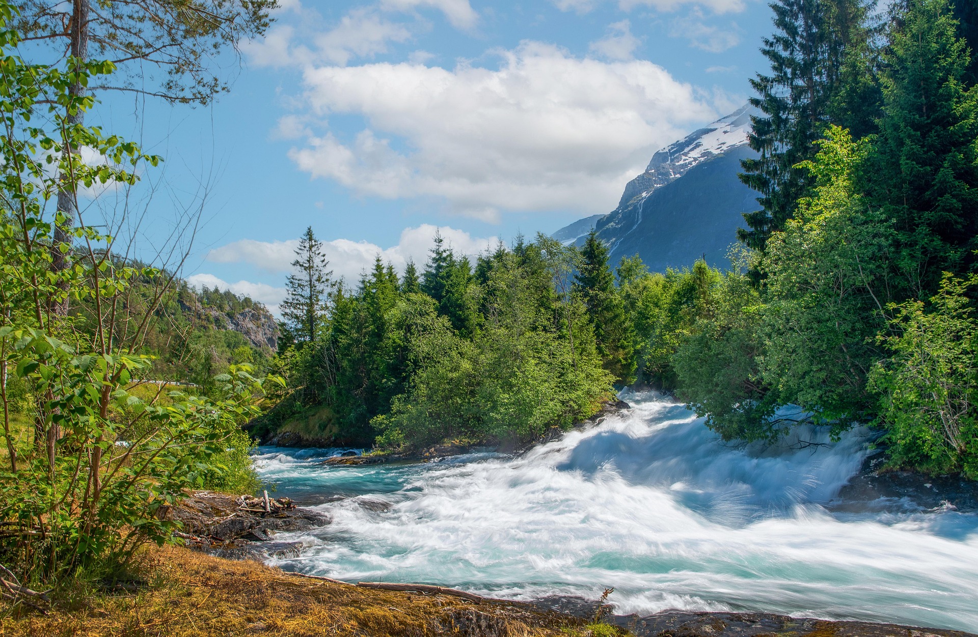 Forest in norway